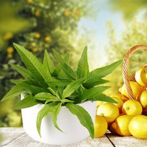 50 Lemon Verbena Incense Sticks